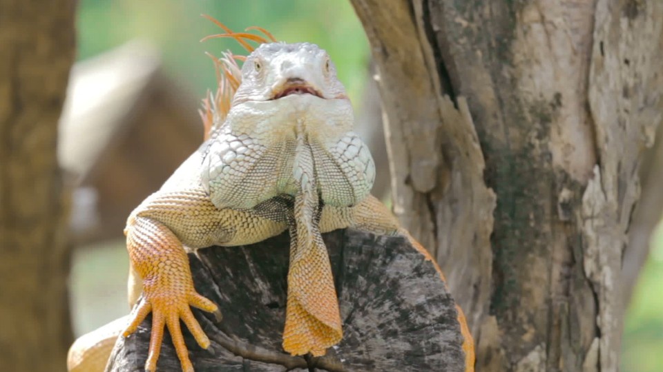 Falling iguanas? Amid Florida cold snap, forecasters warn reptiles could plummet from trees