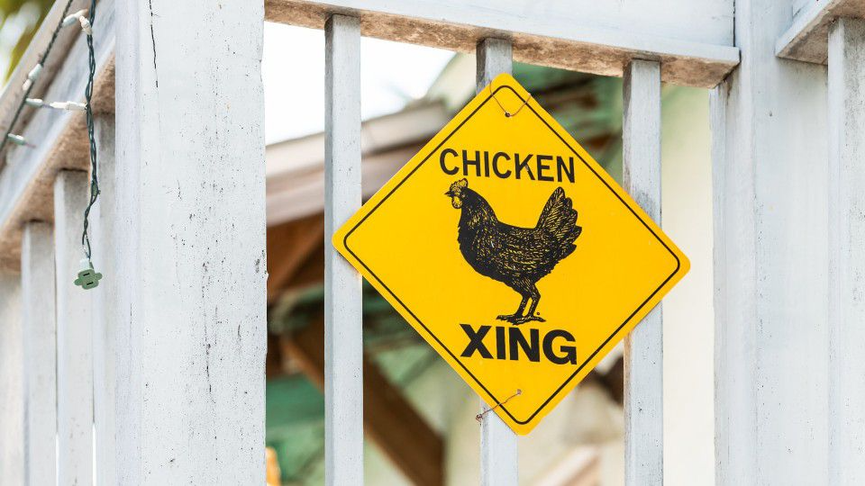 Key West to ban people from feeding roaming chickens KIRO 7 News Seattle
