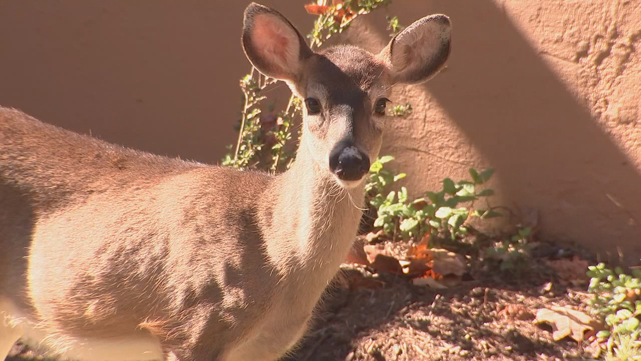 GA wildlife officials warn of positive case of 'zombie deer
