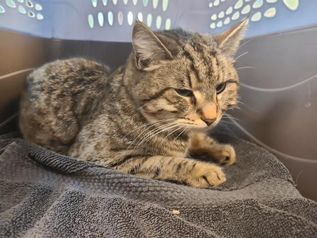 VIDEO: Mangled cat fighting for its life brought to Tacoma