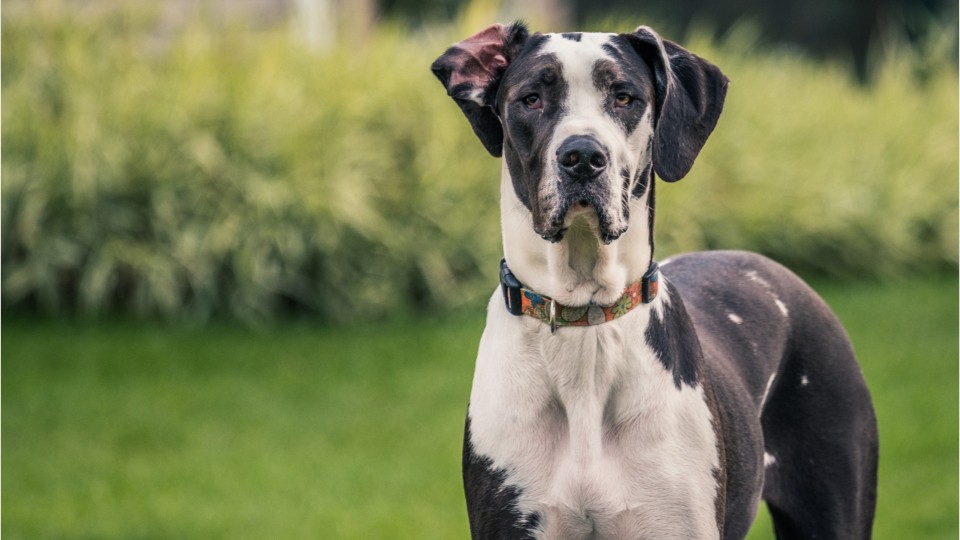 underweight great dane