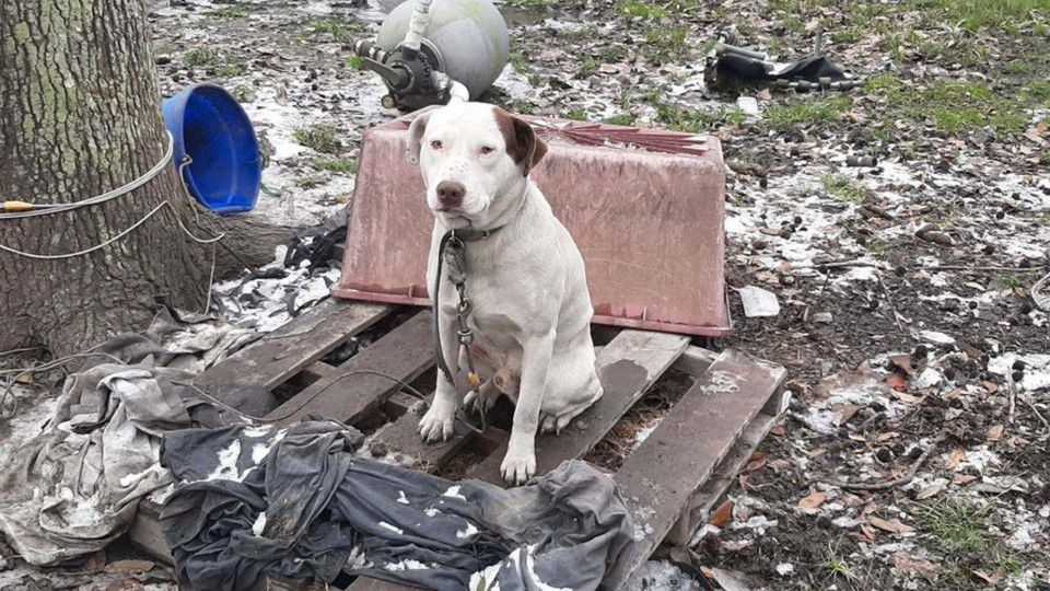 Can Dogs Be Left Outside