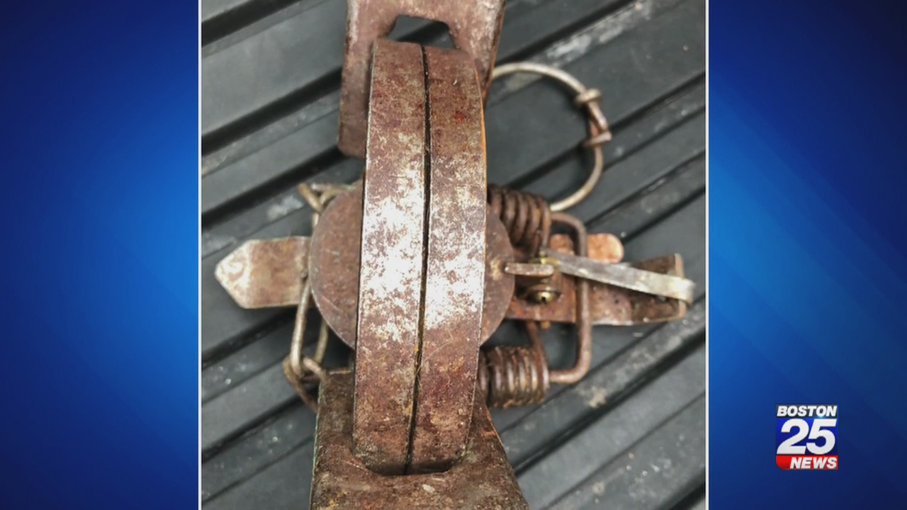 Illegal leghold traps still maiming, killing wildlife Boston 25 News