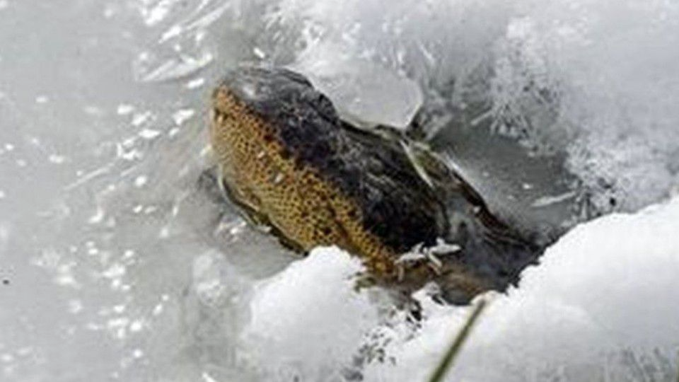 Alligators use icing techniques to breathe in frozen Oklahoma waters