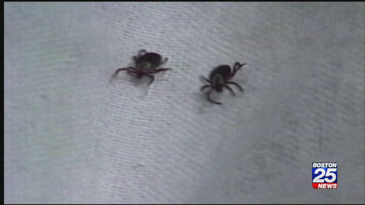 Not worried about ticks in winter? You should be, experts say Boston