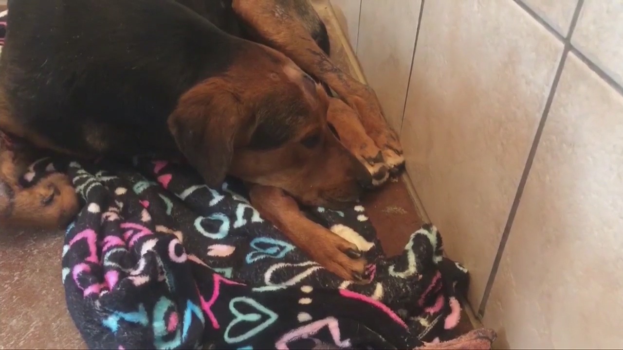 Dog recovering from gunshot wound