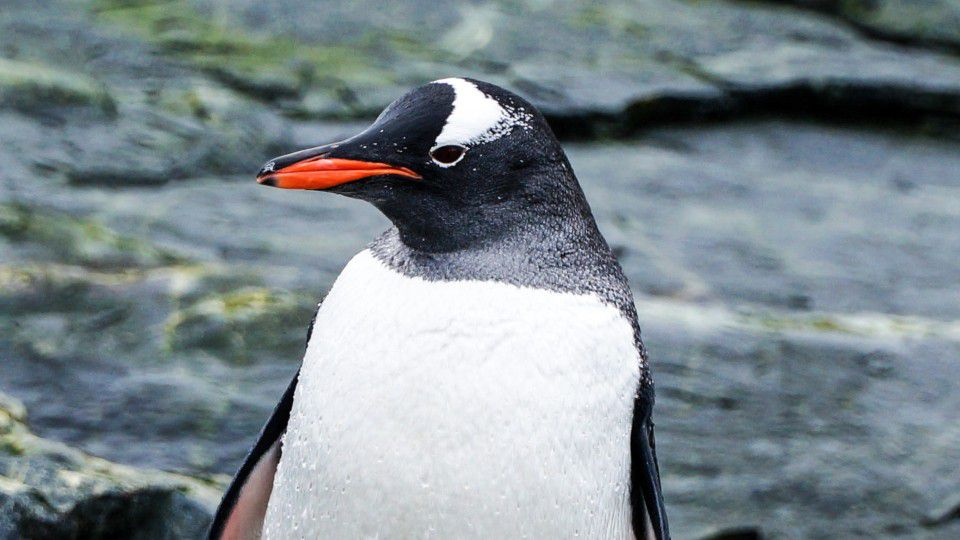 Penguin jumps onto tour boat to escape killer whale – WSB-TV Channel 2