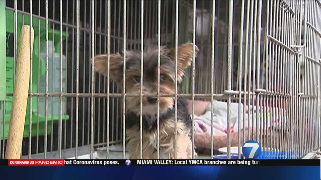 miami valley animal shelter