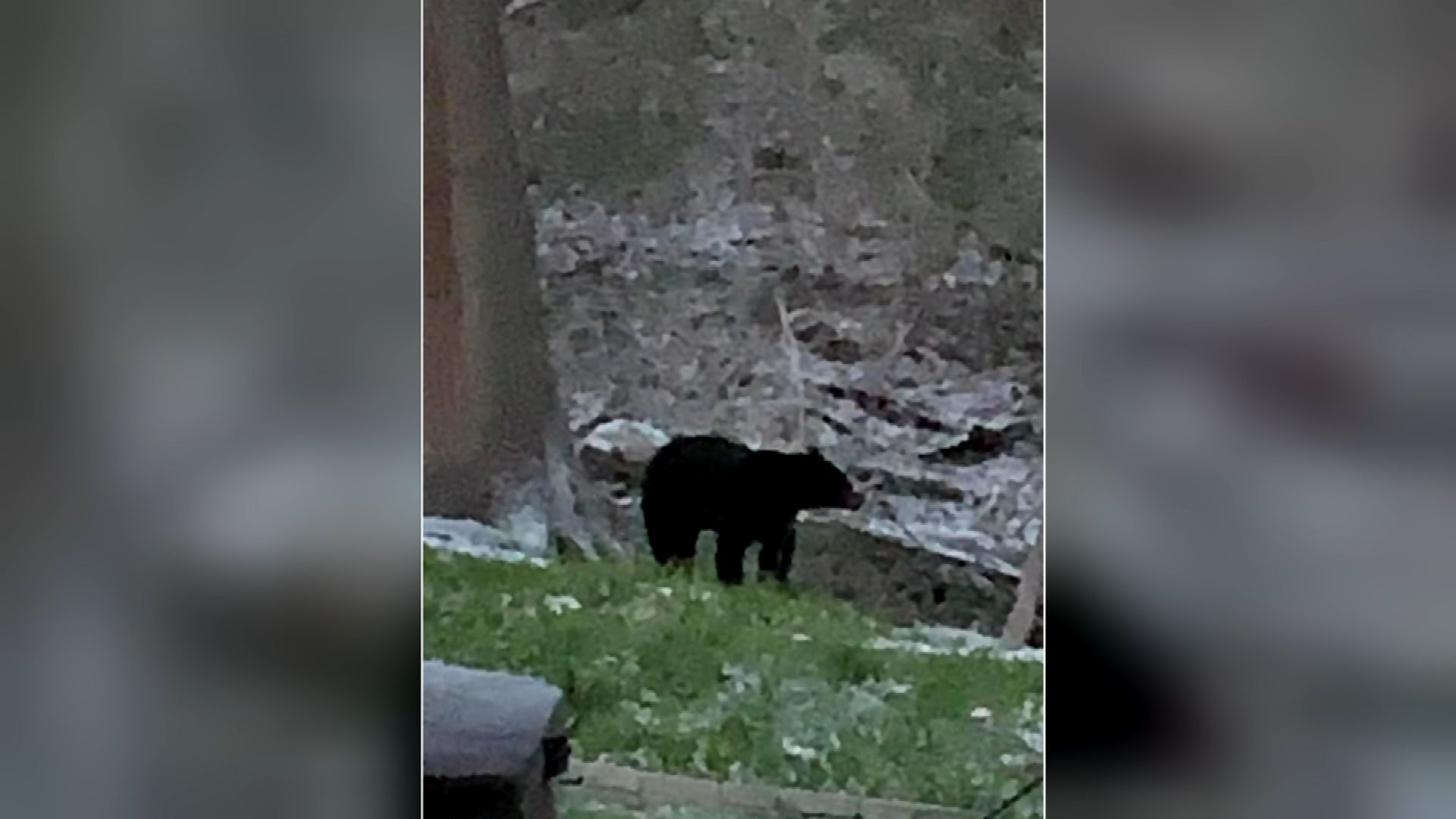 Bear spotted roaming neighborhood in Washington County WPXI