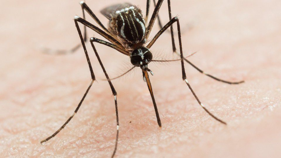 Genetically Modified Mosquitoes Take Flight to Fight Invasive Species in  Florida, Smart News