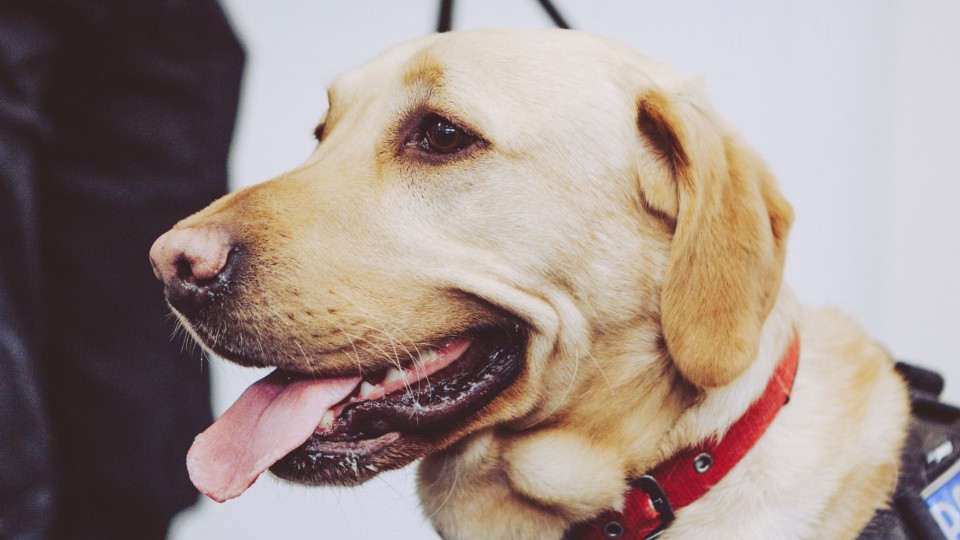 Coronavirus Dog Interrupts Weather Forecast