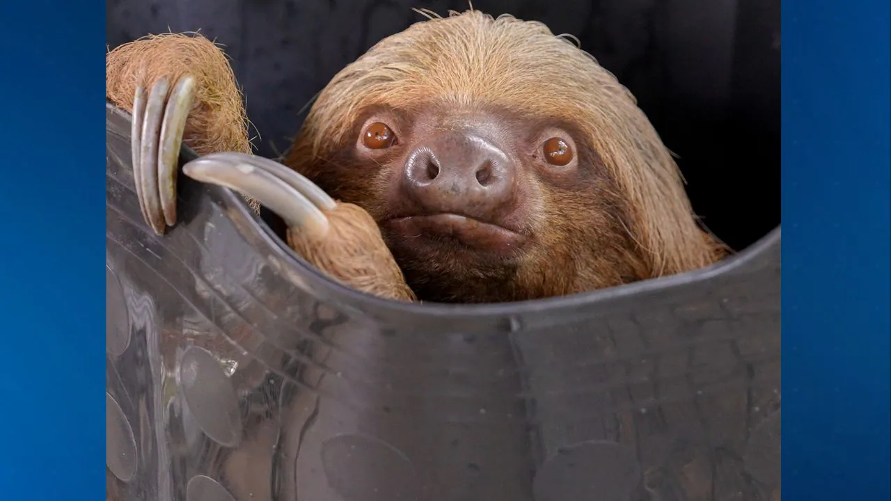 Sloth Dumpling succumbs to illness at Florida Zoo - WFTV