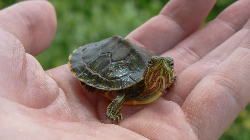 Volunteers rescue more than 800 baby terrapin turtles from Jersey Shore