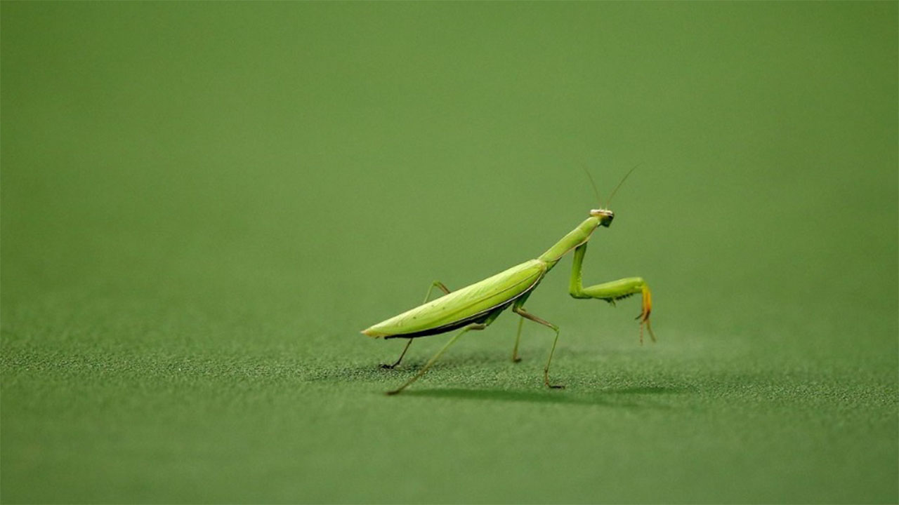 Praying mantis devours brain of murder WSOC TV