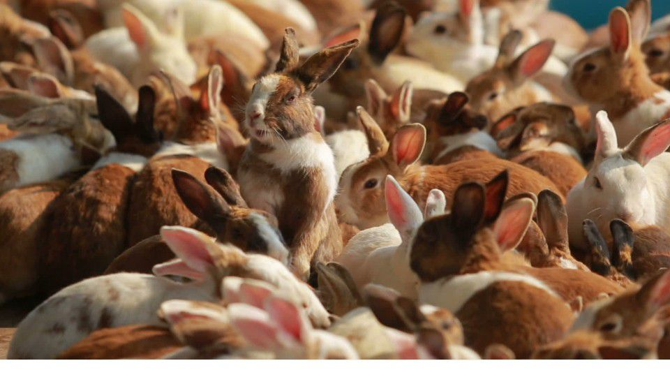 47 rabbits rescued from Illinois hotel room WDBO