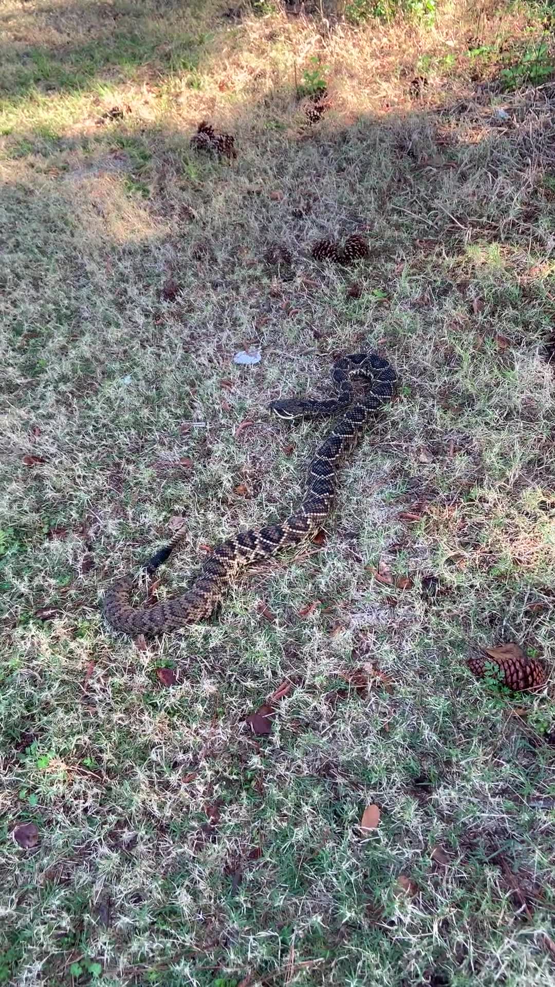 Diamondback rattlesnake caught in Jacksonville Beach 104.5 WOKV