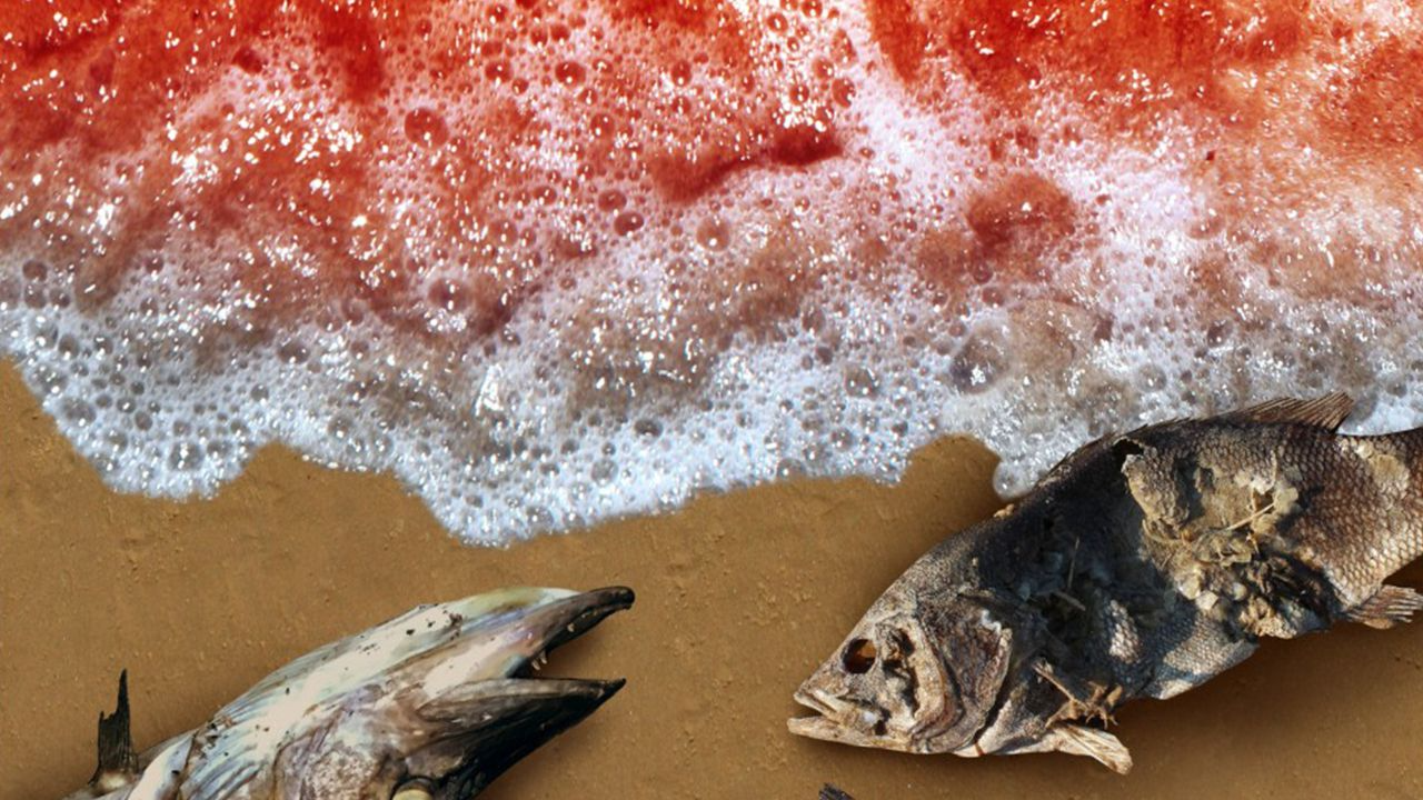 Red Tide How Hurricane Michael will affect toxic algae WSBTV