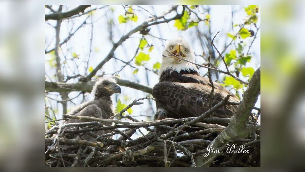 Names given to 2 new eaglets Carillon Park – WHIO TV 7 and