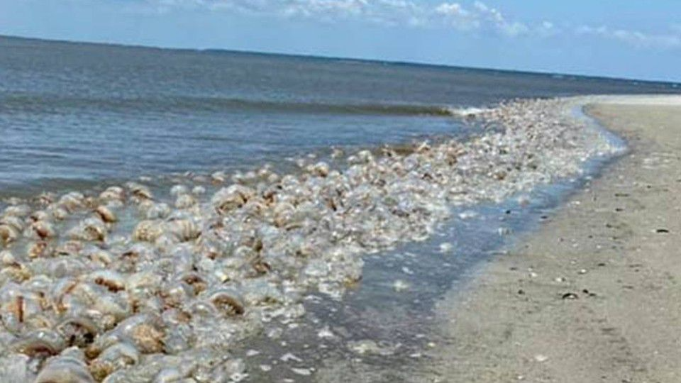Thousands of jellyfish wash up on shoreline 97.1 The River