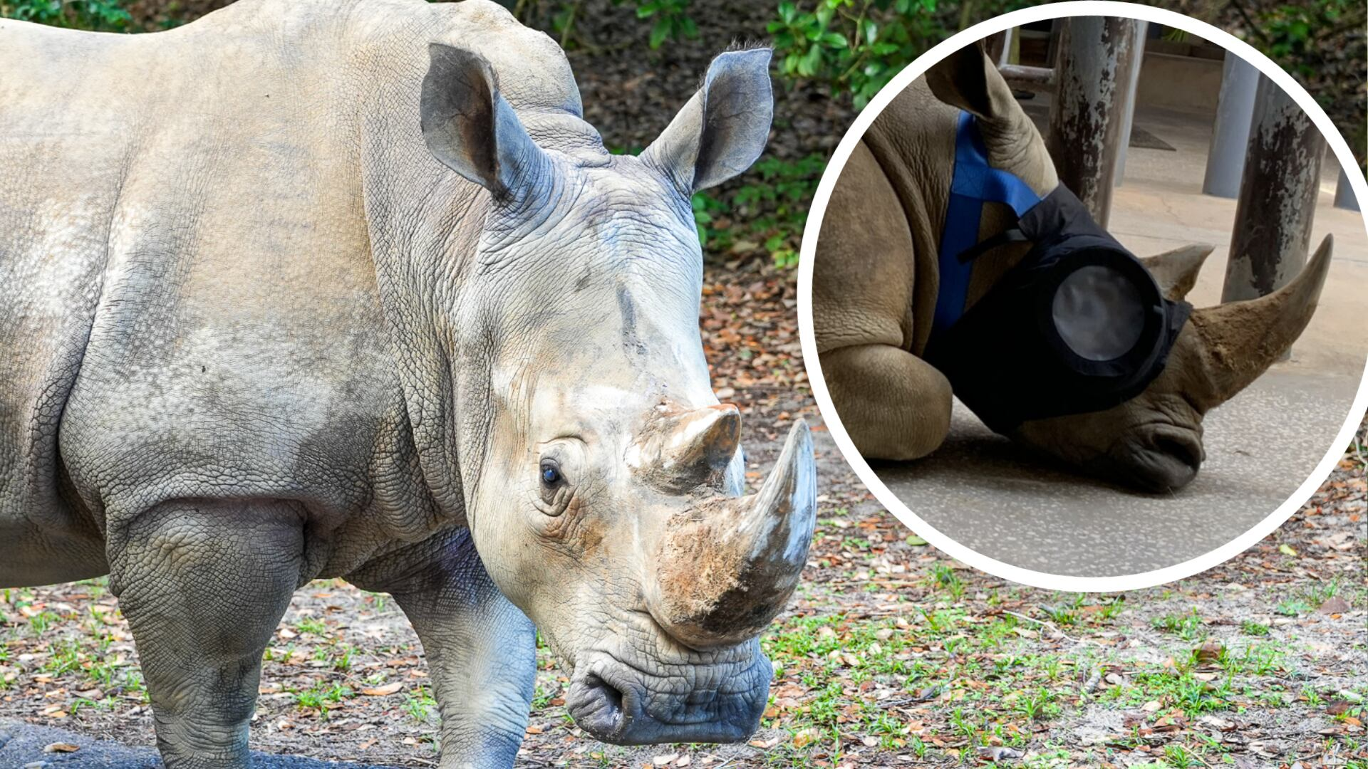 Disney's white rhino regains sight after cataract surgery - WFTV