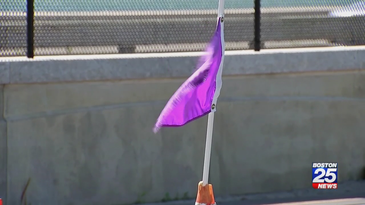 Purple flags across Mass. beaches warn of dangerous jellyfish in the