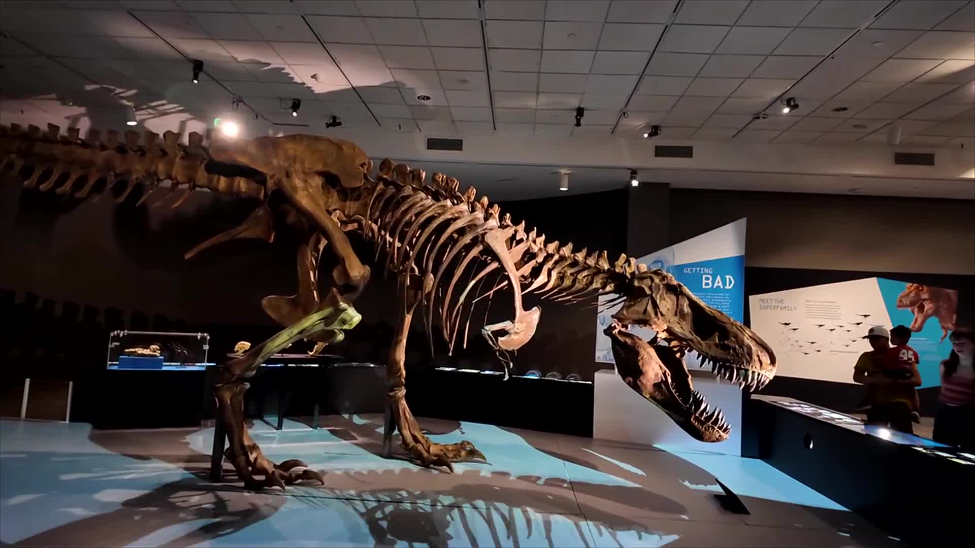 T. Rex, the Ultimate Predator, arrives at Fernbank Museum – WSB-TV