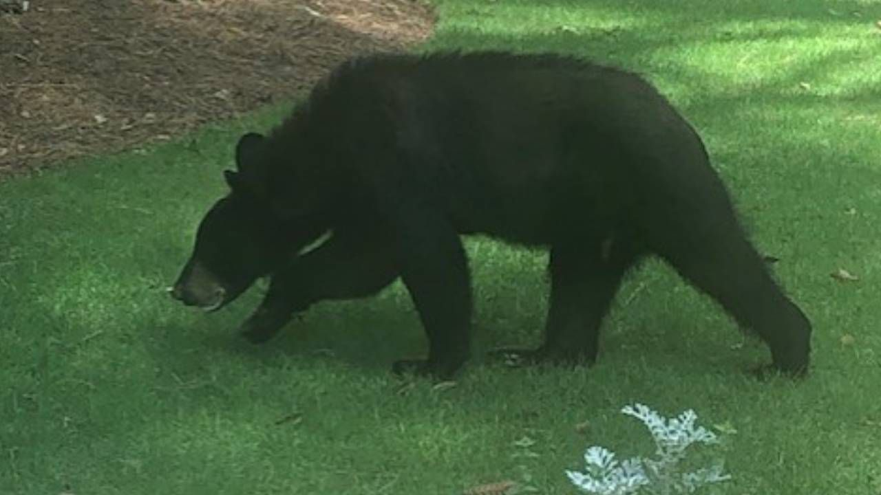 Neighbors spot black bear in backyard of Sandy Springs home WSBTV