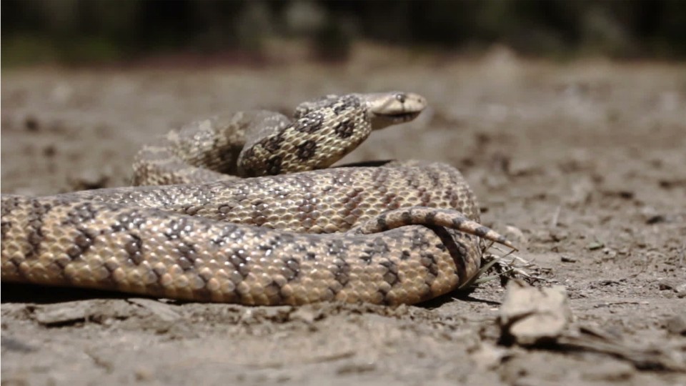 Study reveals how flying snakes glide through air