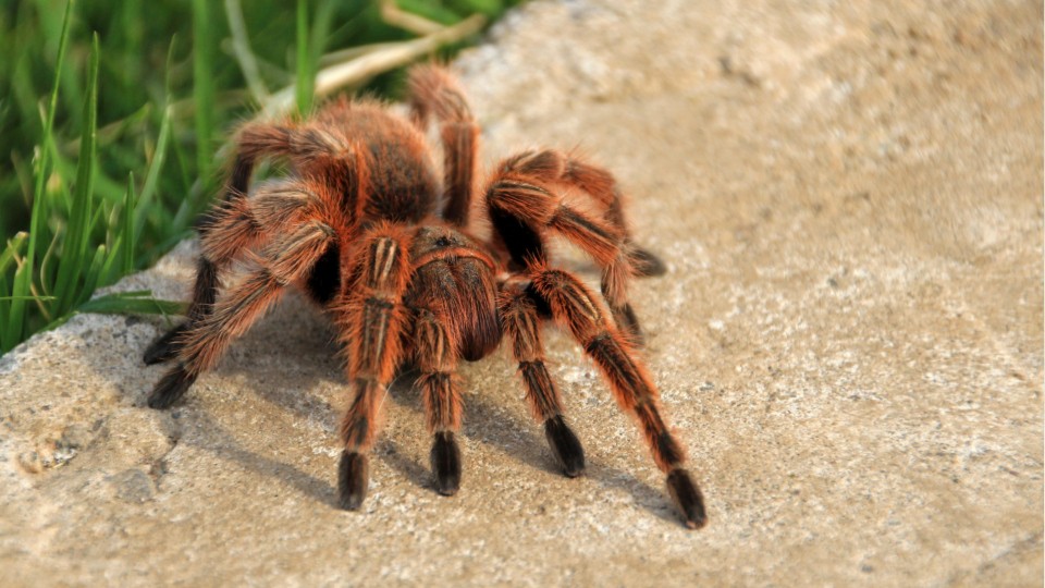 Bed bugs More than 50 tarantulas, spiders seized from Maine motel