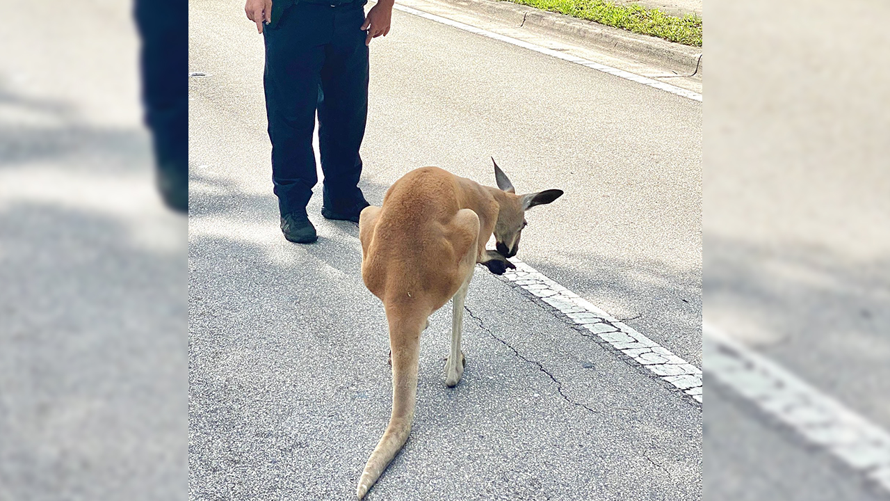 Kangaroo on the loose in South Florida captured by police
