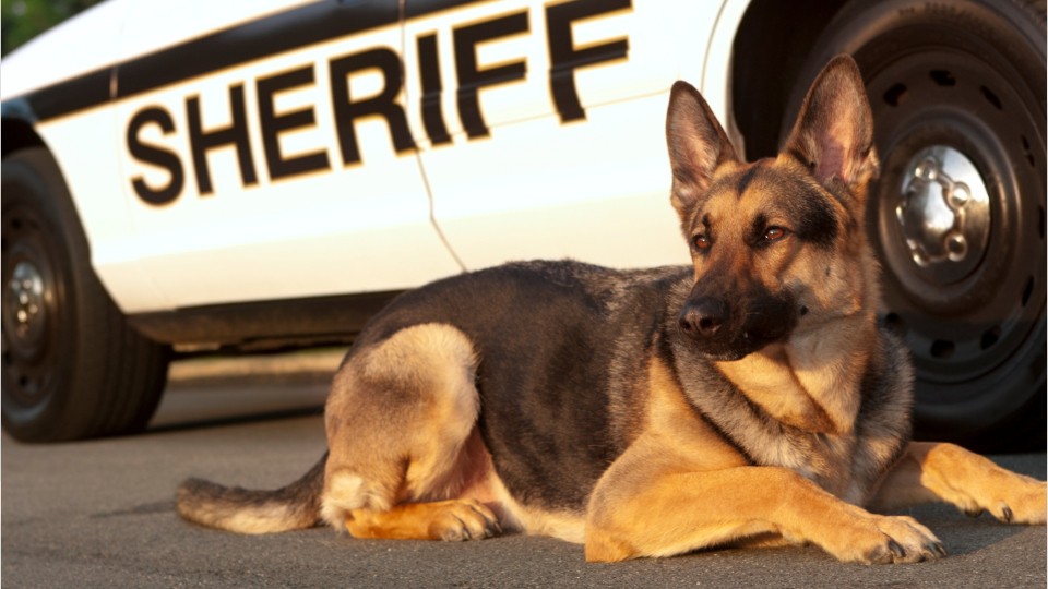 police-k-9-bites-handcuffed-man-in-california-boston-25-news