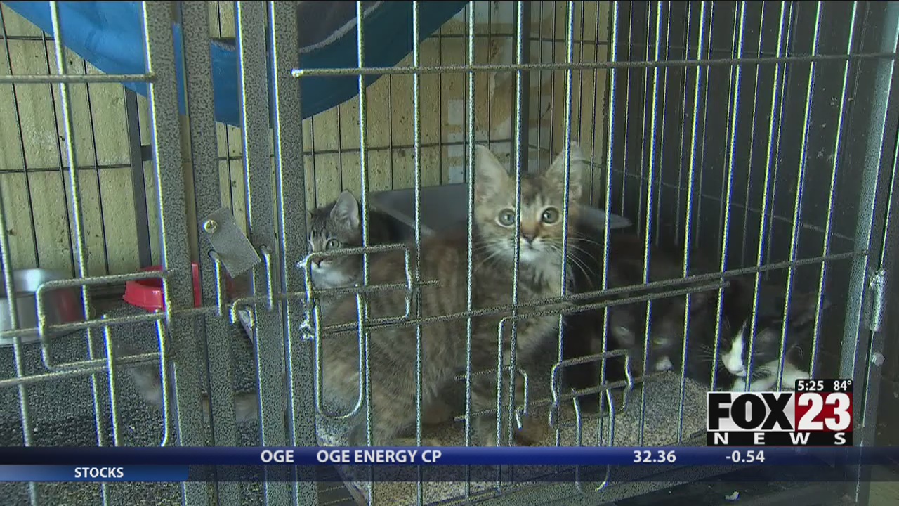 Sand Springs Animal Welfare overwhelmed with cats, looking for