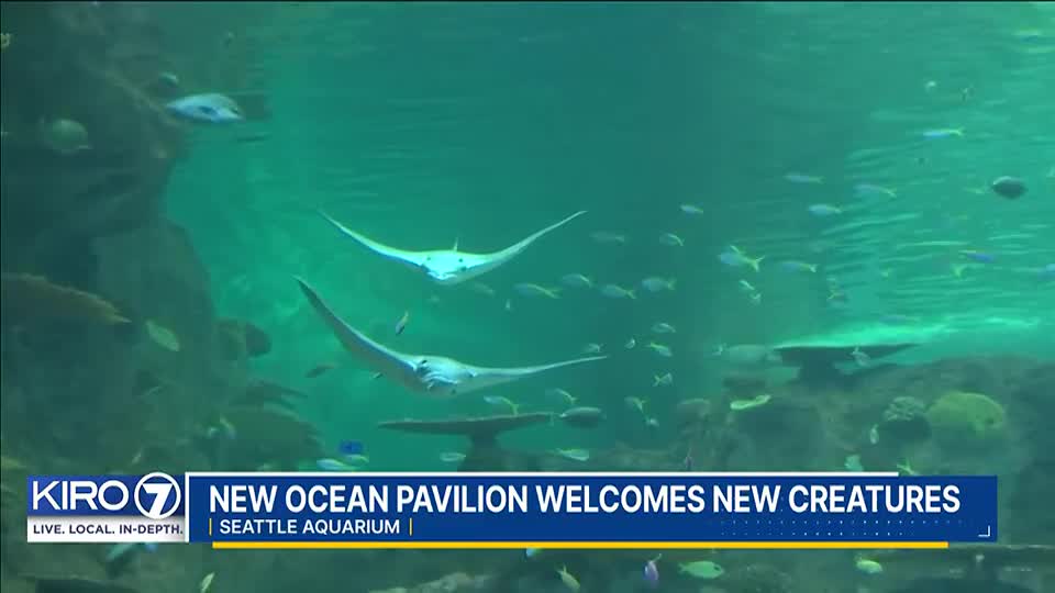 KIRO 7 Exclusive: Seattle Aquarium welcomes new creatures to Ocean