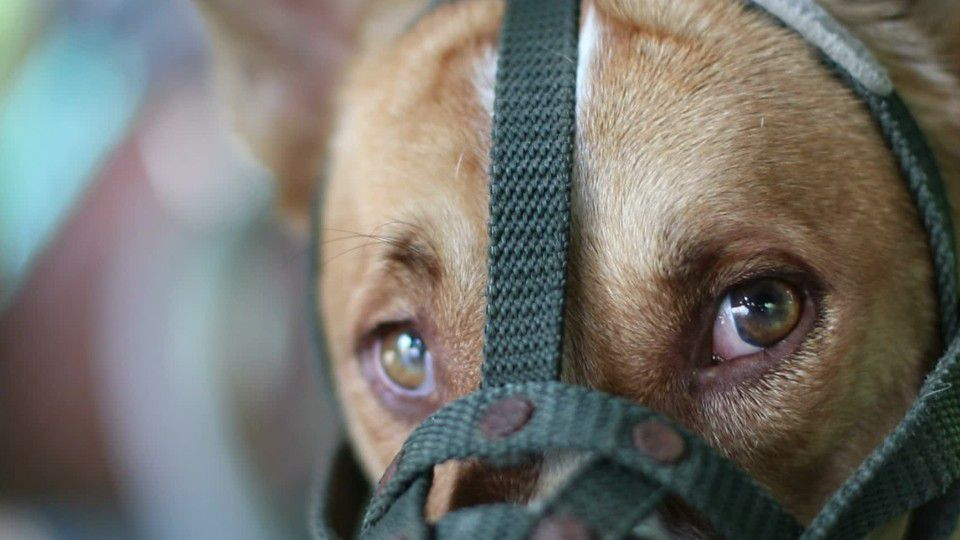 Why Do Dogs Attack Their Puppies