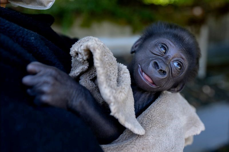 Baby gorilla from Woodland Park Zoo arrives at new home in