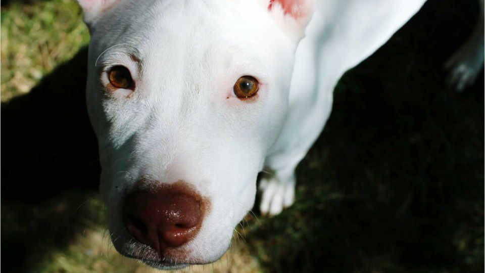 Police Commissioner To Launch Investigation After Officer Kills Dog In Fenced Yard Whio Tv 7 And Whio Radio