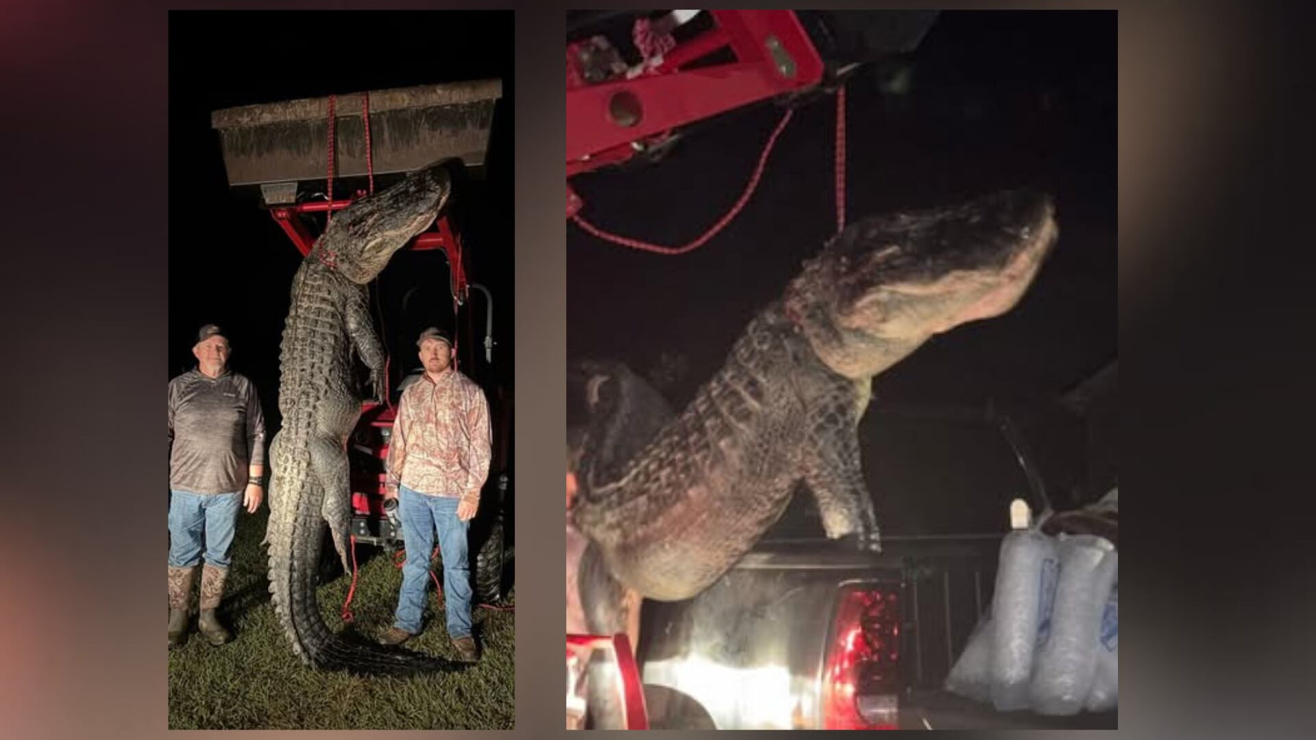 568-pound alligator wrestled from Georgia river – WSB-TV Channel 2