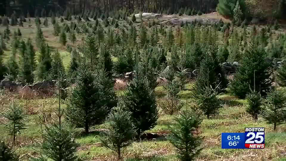 Earlier drought conditions leave shortage of Christmas trees for winter