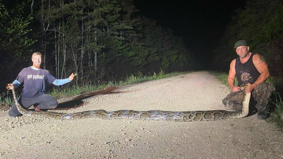 ‘Beast’: Burmese Python caught in Everglades sets Florida record – 86KONO