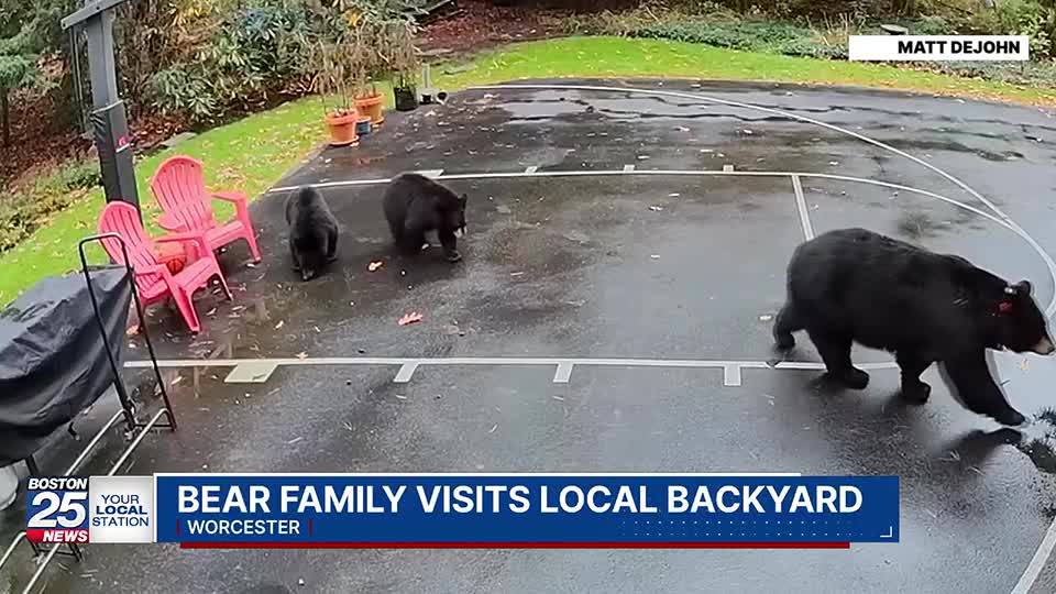 abm - Live At Bears 27th August ノイズ レア abm - Live At Bears