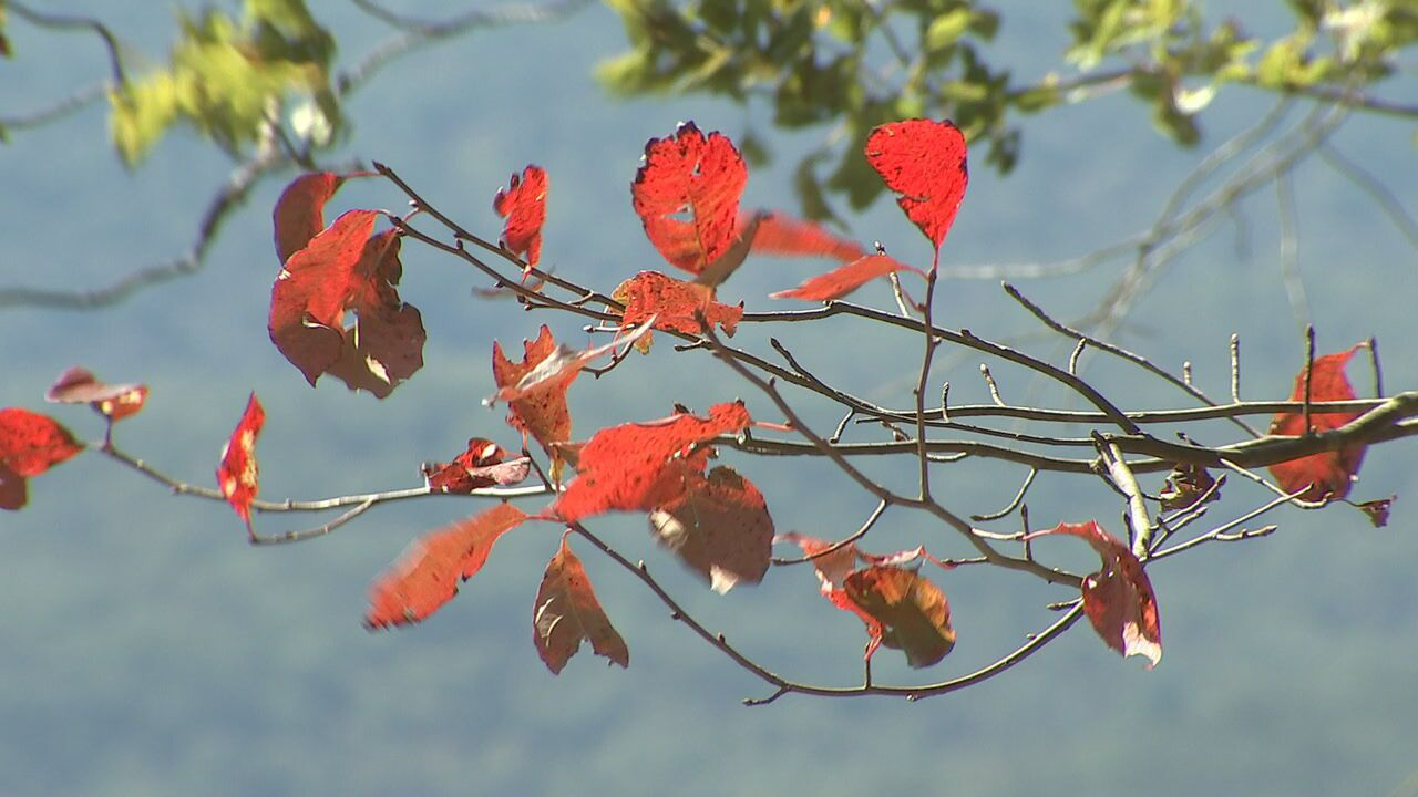 FALL FOLIAGE: - WSB-TV Channel 2 - Atlanta
