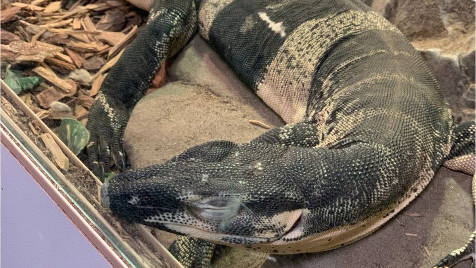 California Police Recover Exotic Lizards Stolen From Store Last Year Boston 25 News 6 most unique exotic reptiles in the world since ancient times, people have contradictory feelings about reptiles are so different from us that boggle our minds with their look very often. california police recover exotic