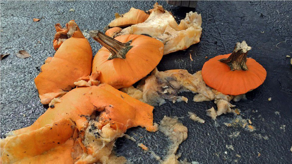 Pumpkin Thrown From Overpass Crashes Through Indiana College Student S Windshield