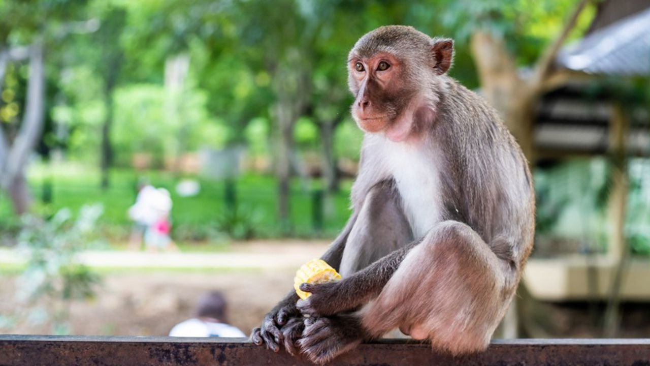 Coconut milk brands accused of using monkey labor dropped from Costco