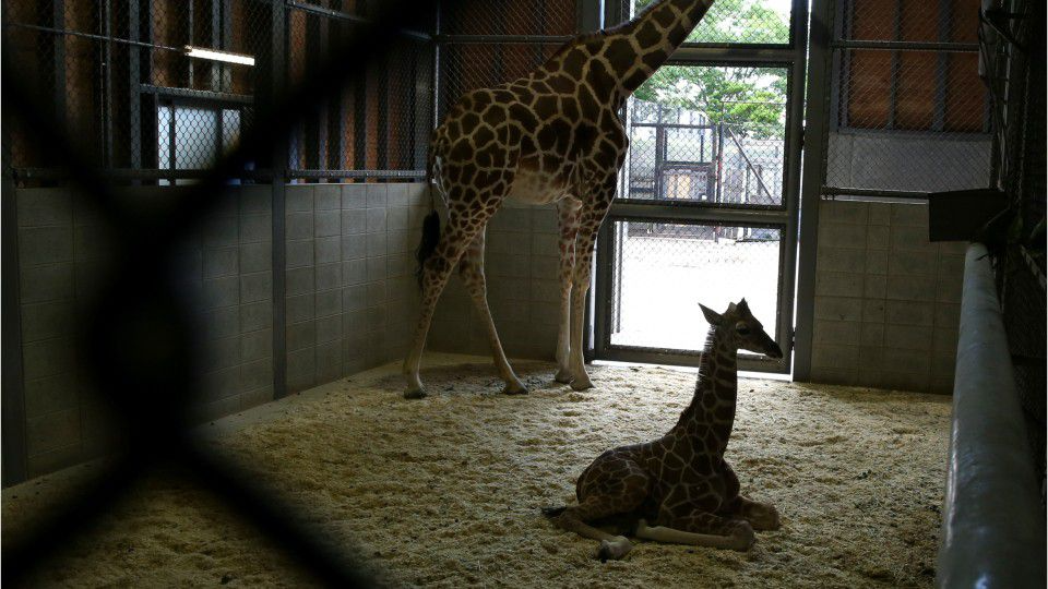 Azizi Youngest Calf Of April The Giraffe Dies At Texas Zoo