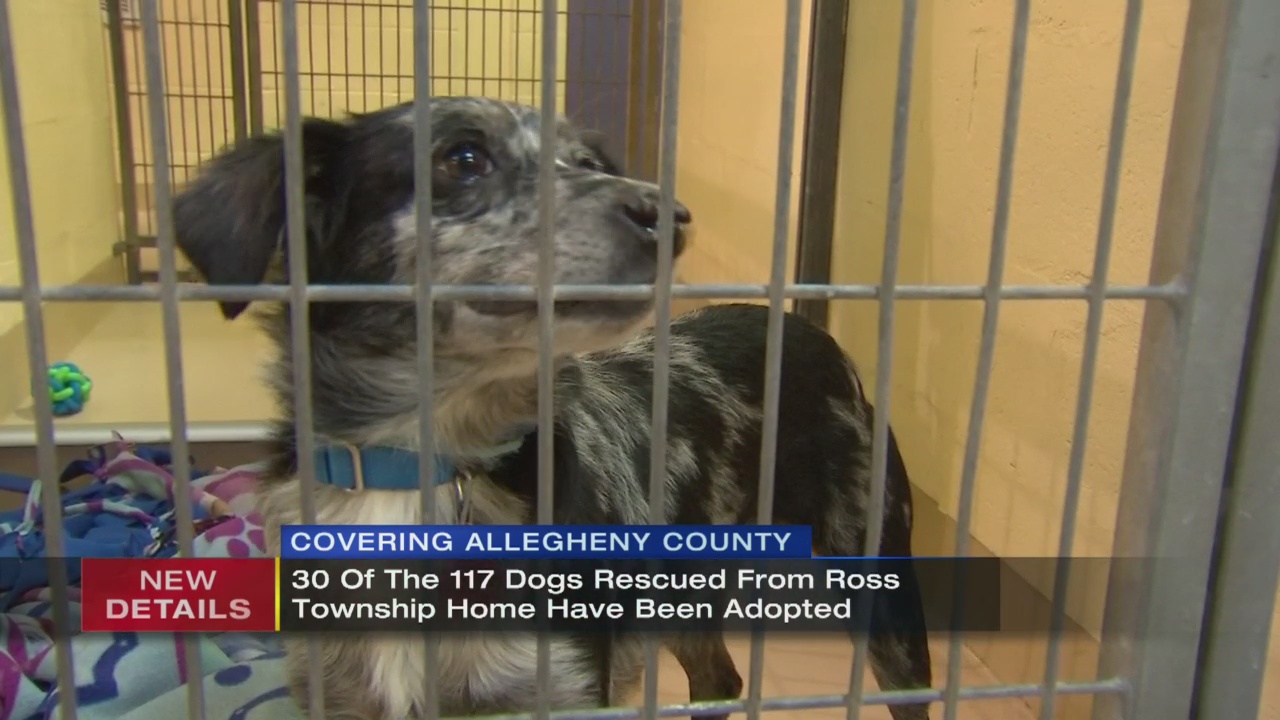 30 of 100+ dogs rescued from local hoarding situation have found new homes