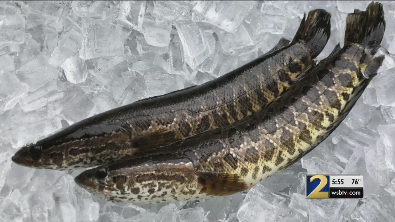 Officials say 'snakehead' fish that can live on land may be invading Georgia  – WSB-TV Channel 2 - Atlanta