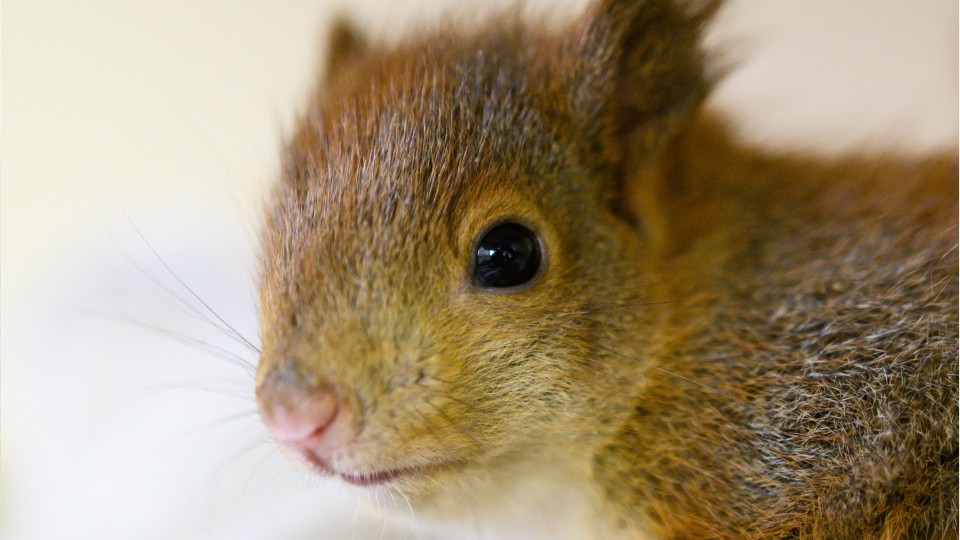 Baby squirrels found with tails tied together WPXI
