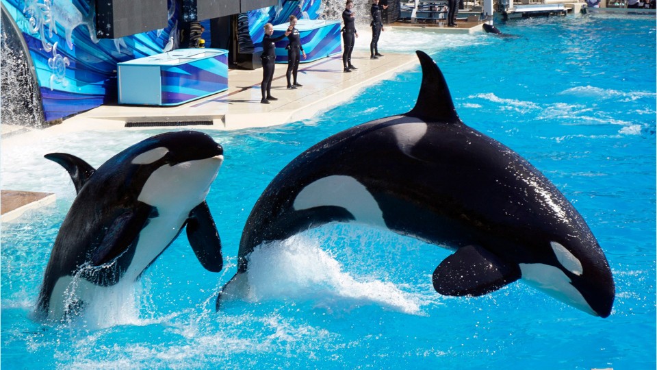 seaworld-lays-off-nearly-100-customer-service-employees-in-florida
