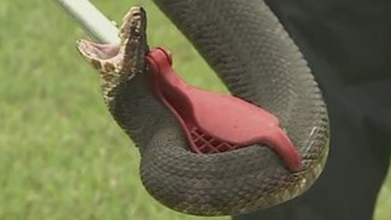 Hurricane Dorian Water moccasins, other snakes on the move as deadly
